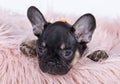 Cute french bulldog small puppy